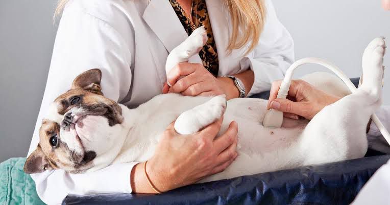 Exame de ultrassom em cão