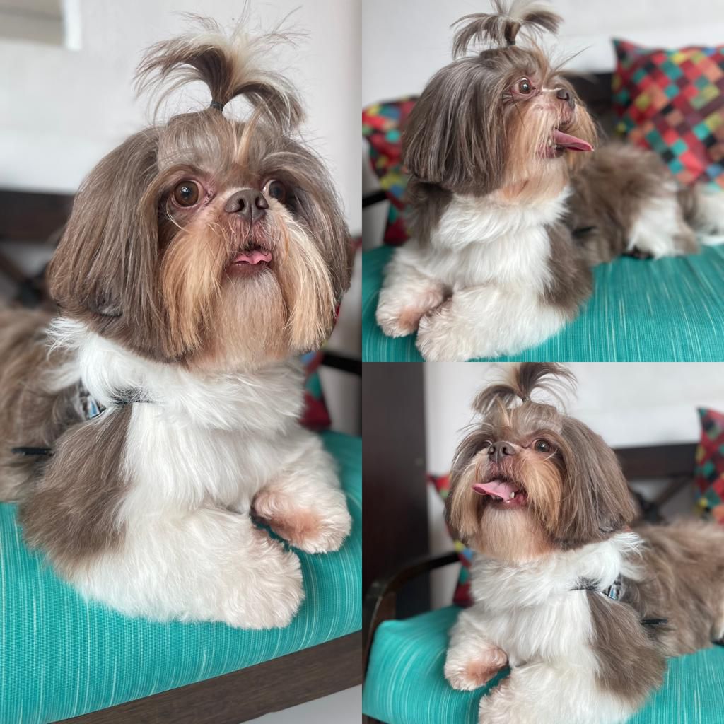 Pet após banho e tosa